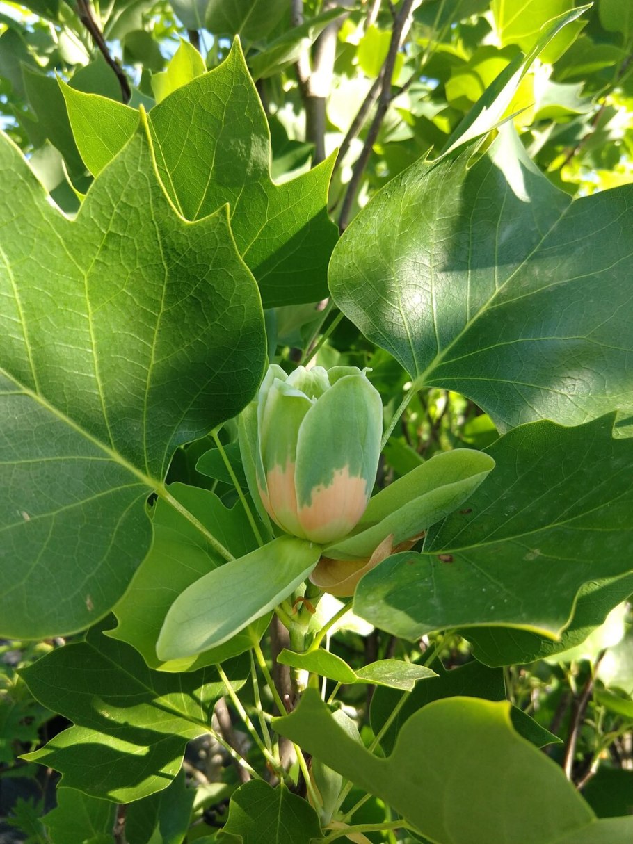 Лириодендрон Чапел Хилл