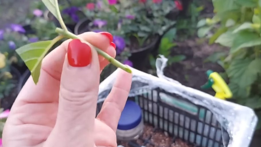 Лириодендрон всходы