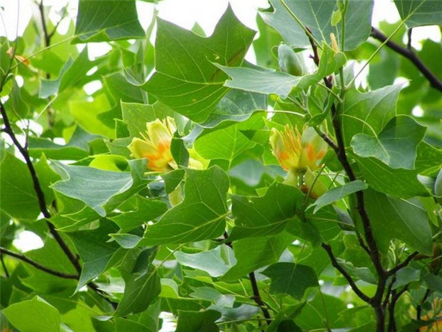 Тюльпановое дерево Лириодендрон