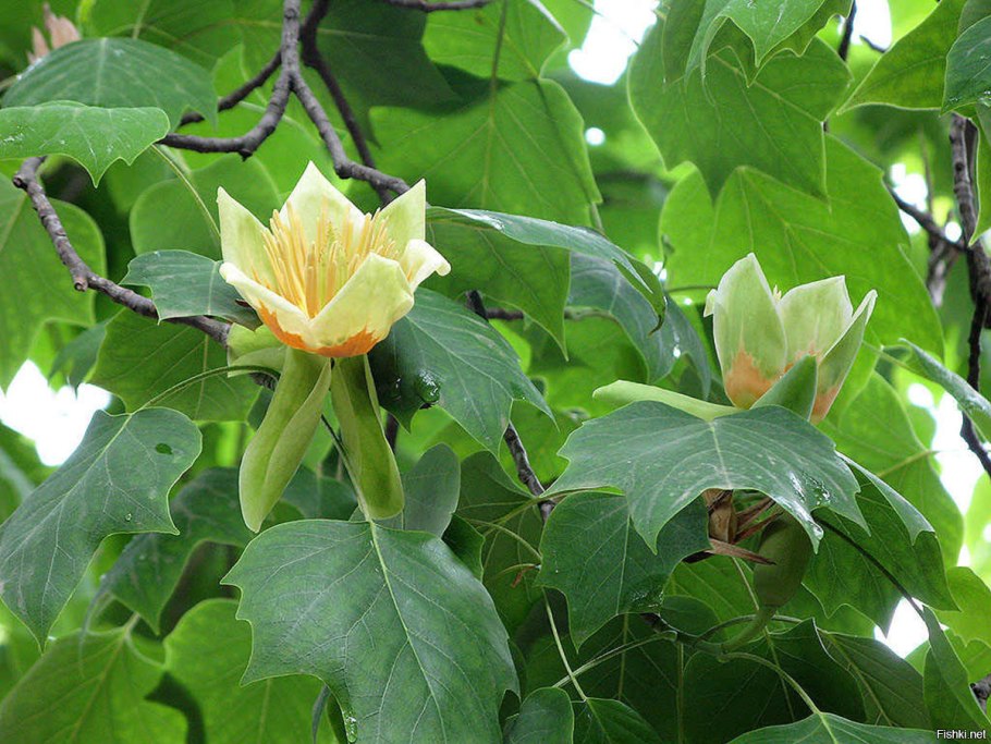 Tulip Poplar