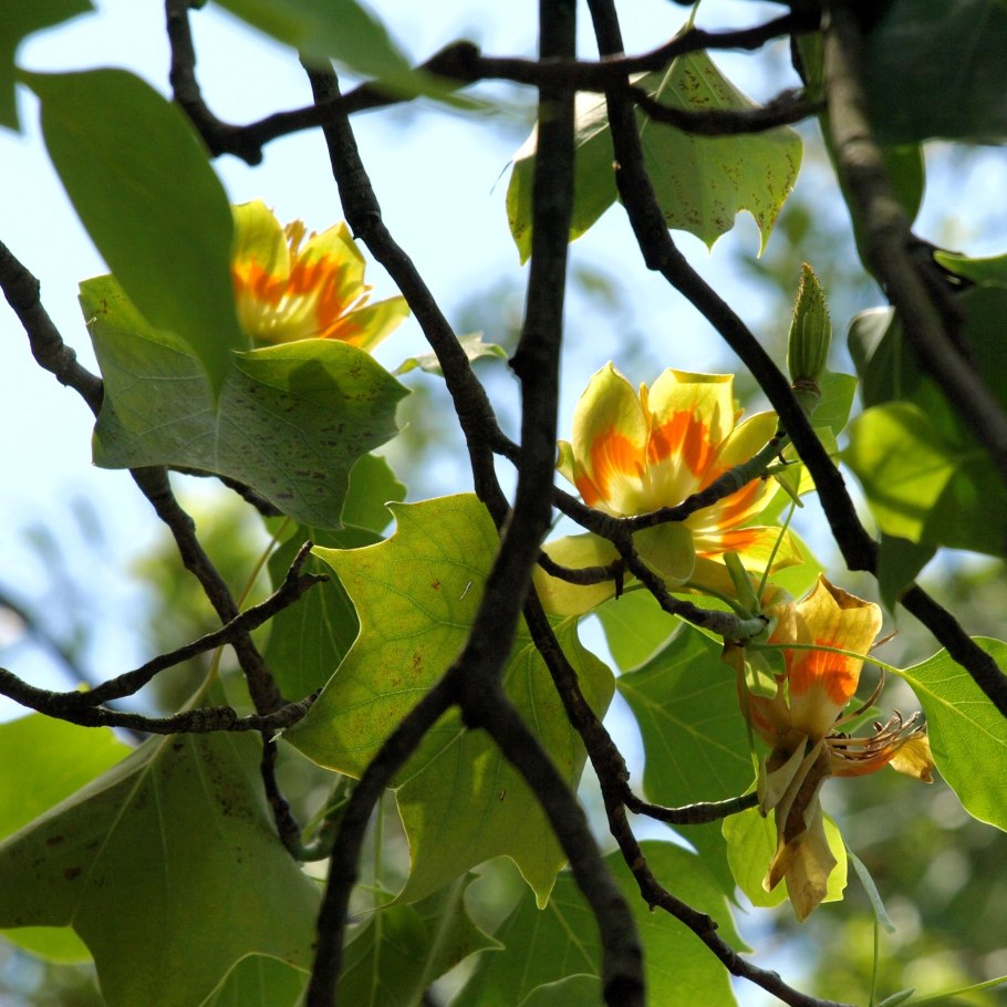 Лириодендрон Тюльпановый плоды