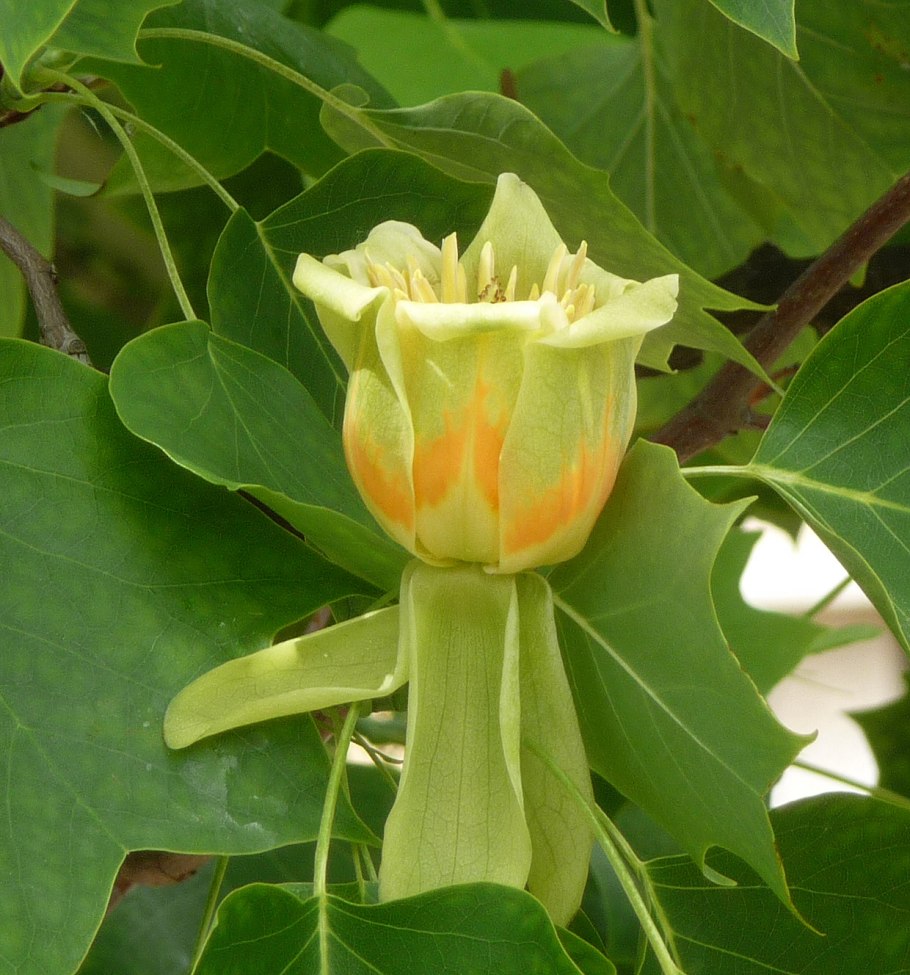 Лириодендрон китайский