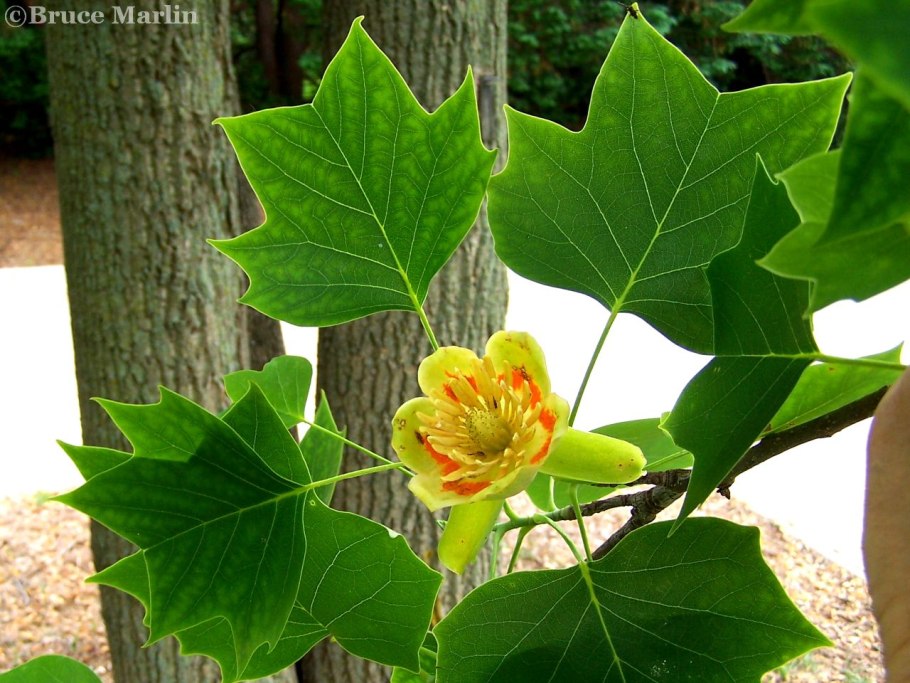 Liriodendron tulipifera PNG