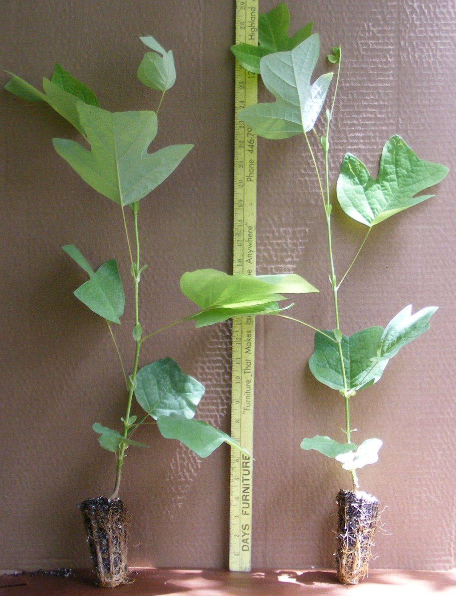 Тюльпанное дерево CF;BYTW