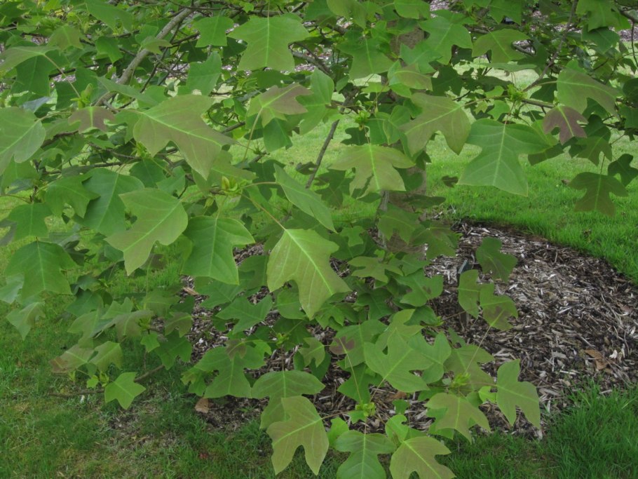 Тюльпанное дерево семена