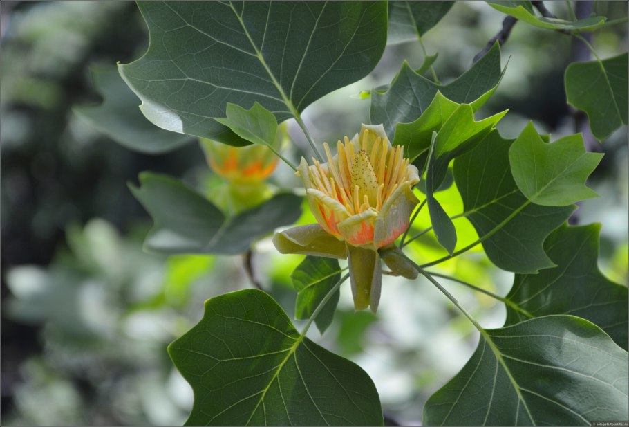 Тюльпановое дерево Головинка
