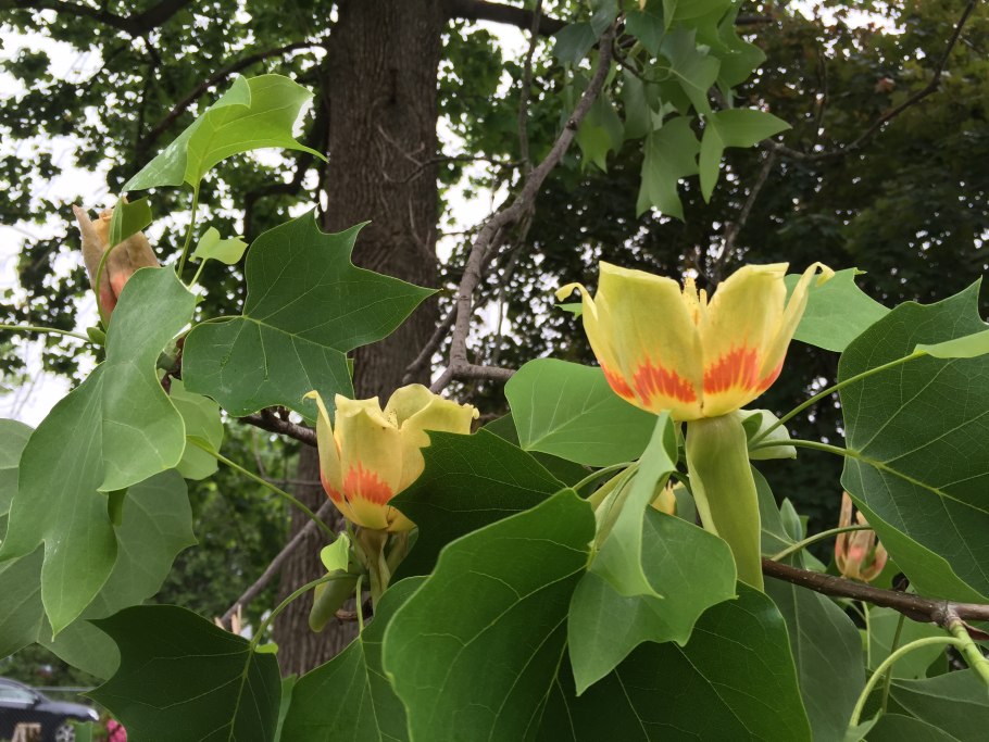 Лириодендрон Тюльпановый Фастигиатум