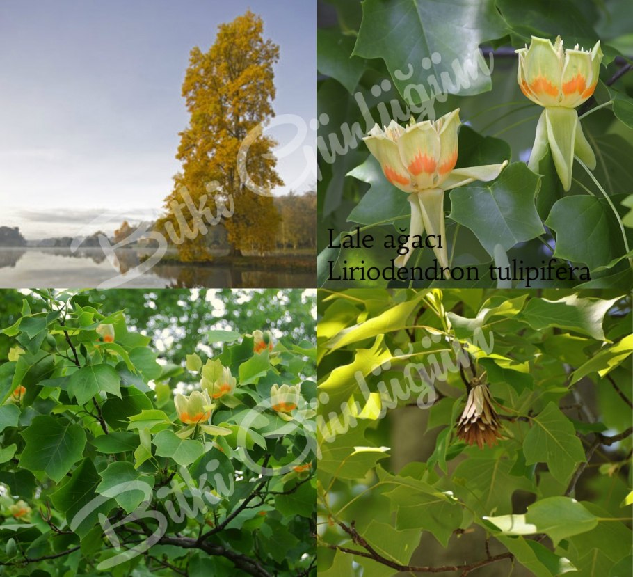 Лириодендрон китайский Liriodendron chinense