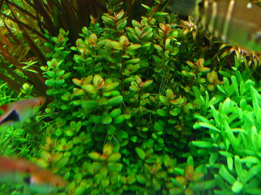Rotala Green 1-2-grow
