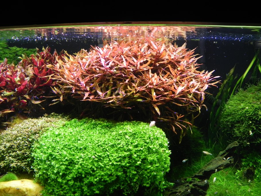 Аммания бонсай (Ammania SP.«Bonsai»)