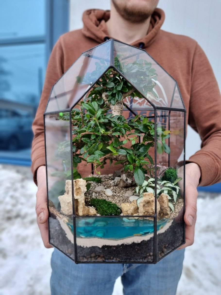 Ammania SP. Bonsai