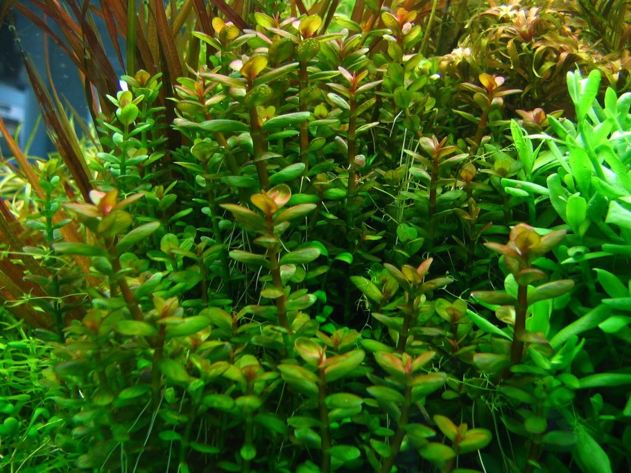 Аммания бонсай (Ammania SP.«Bonsai»)