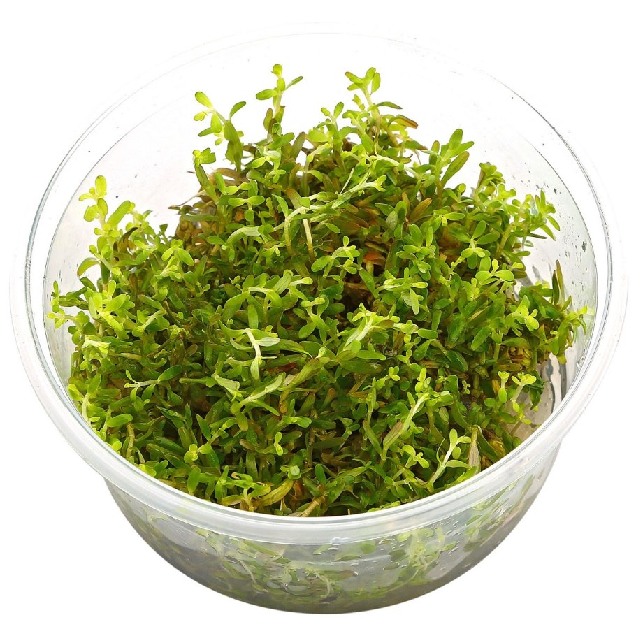 Аммания бонсай (Ammania SP.«Bonsai»)