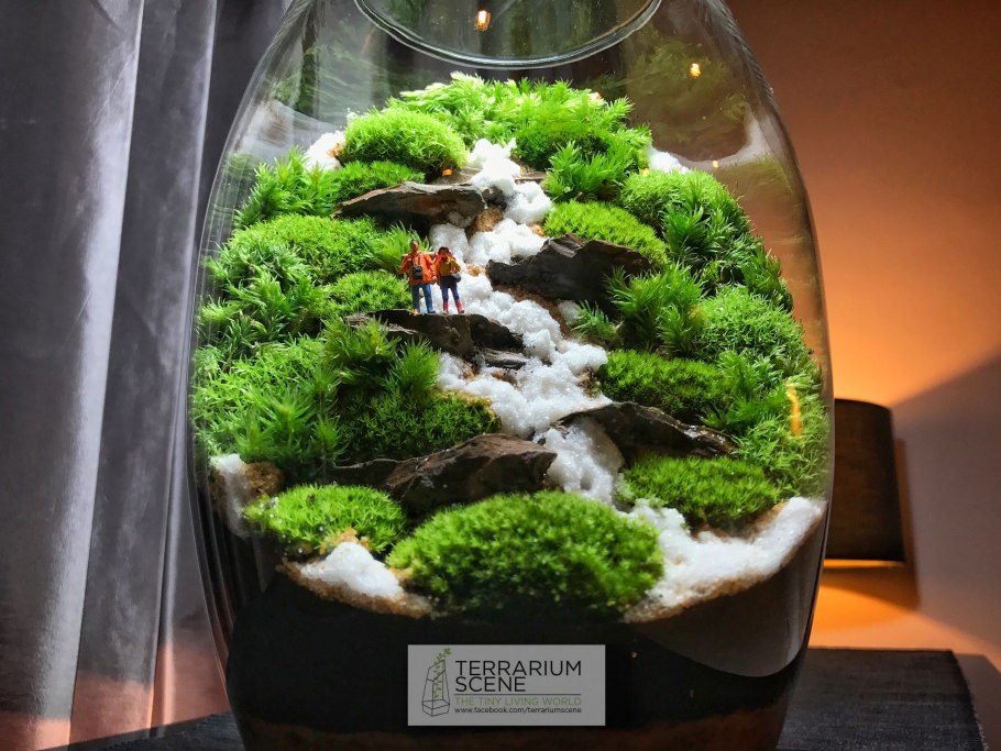 Аммания бонсай аквариумное растение