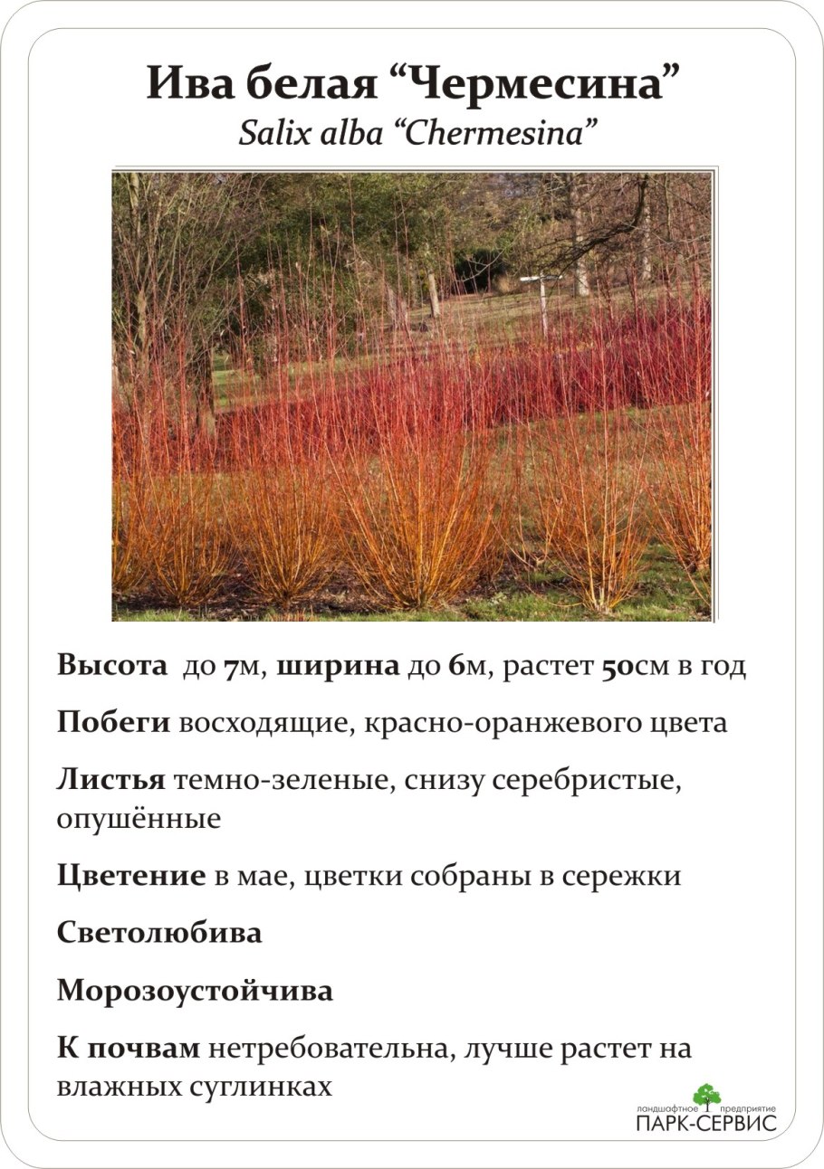 Ива белая плакучая