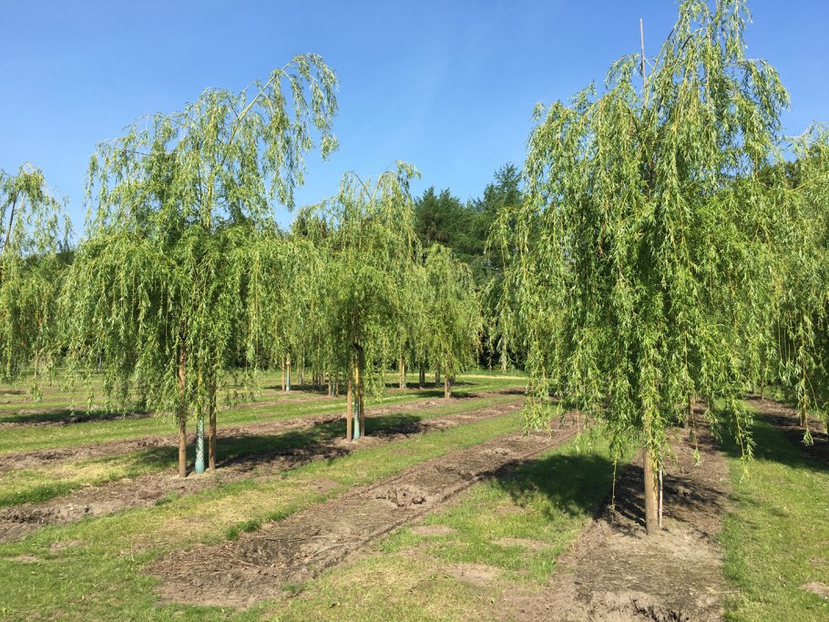 Ива белая дв008