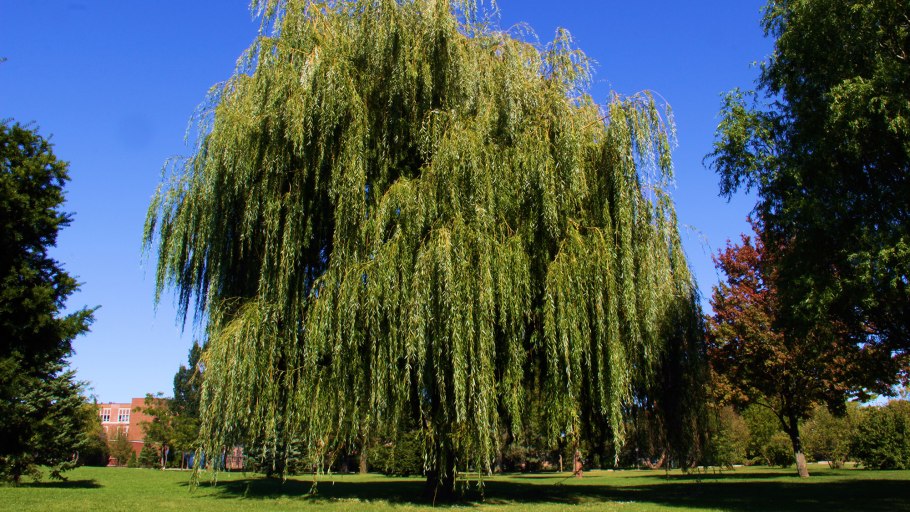 Ива остролистная плакучая