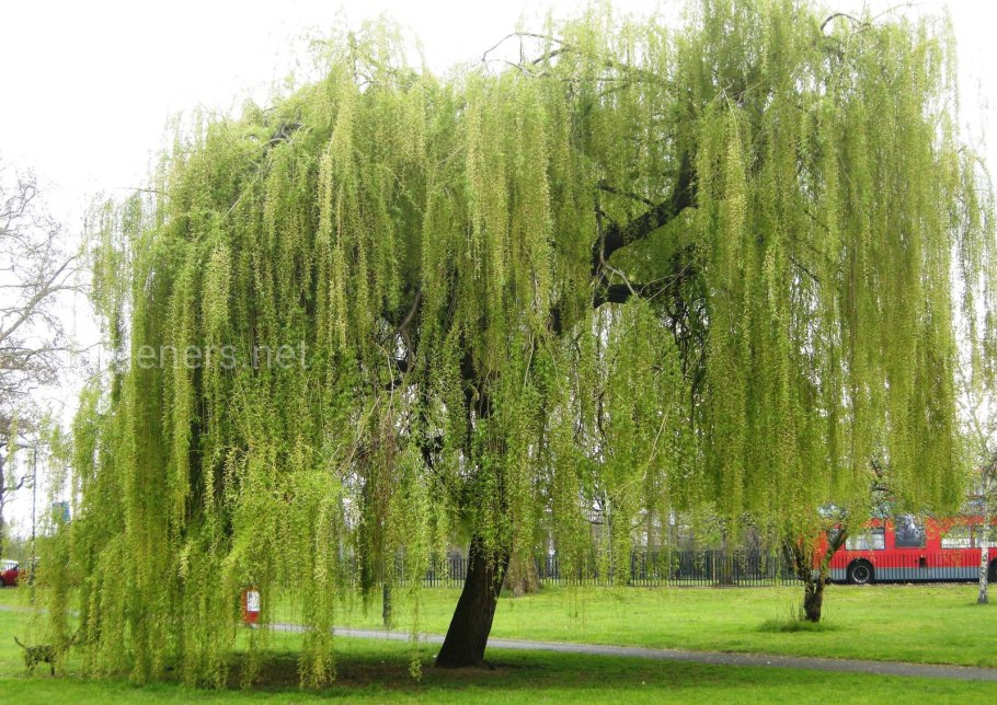 Ива белая (Salix Alba)