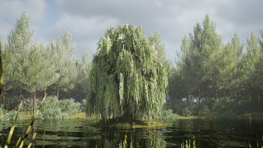 Ива желтокорая плакучая