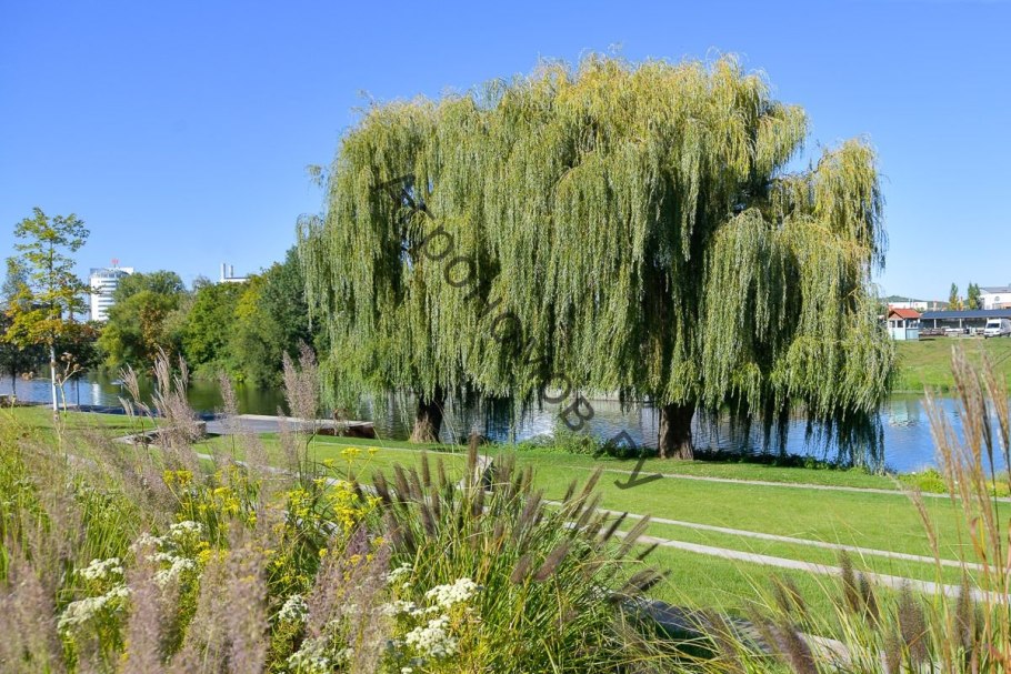Ива белая (Salix Alba l.)