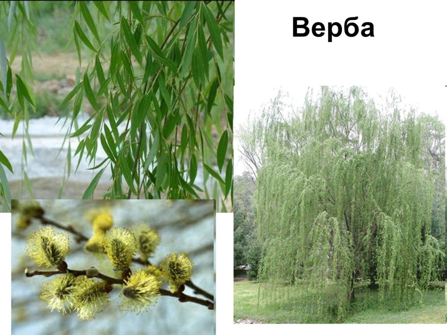 Ива дерево Новосибирск