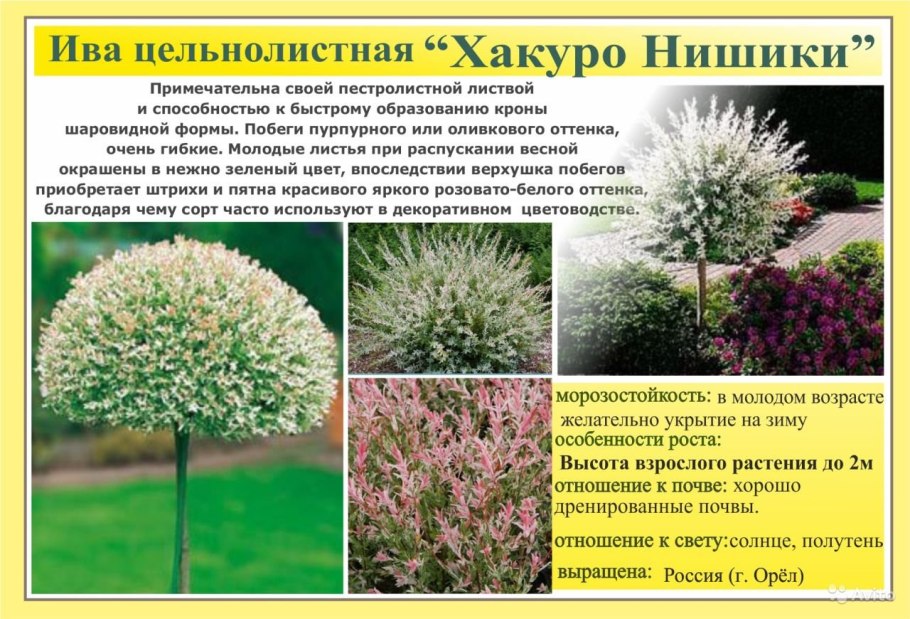 Тальник дерево в Сибири