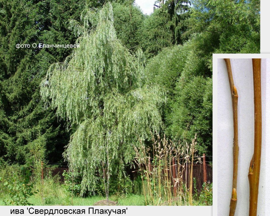 Ива белая Плакучий Гном