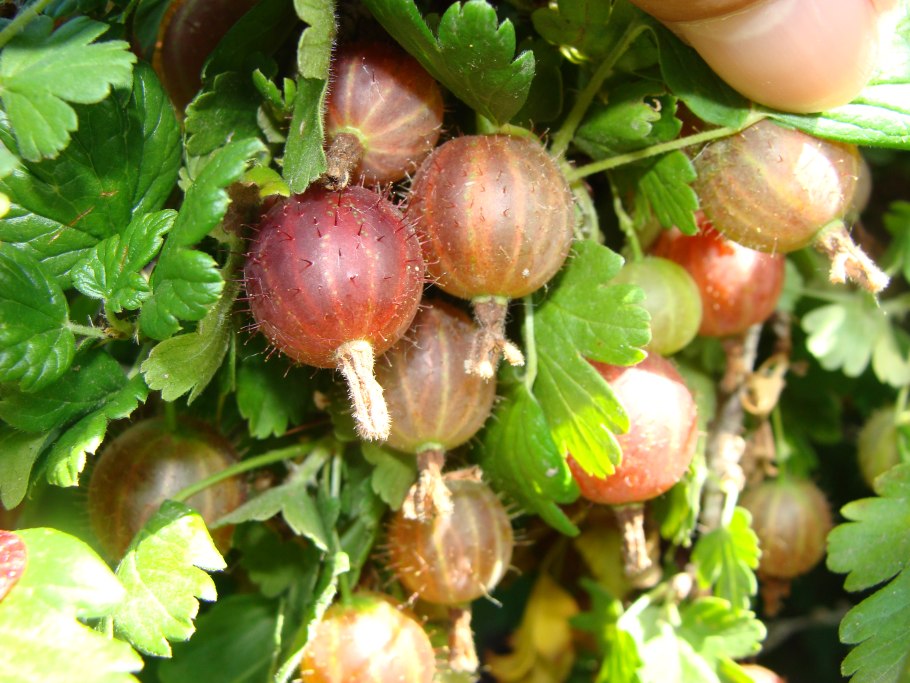 Куст смородины весной