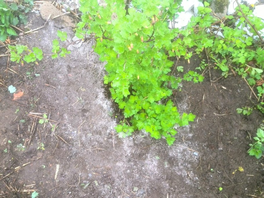 Внесение удобрений плодовых деревьев