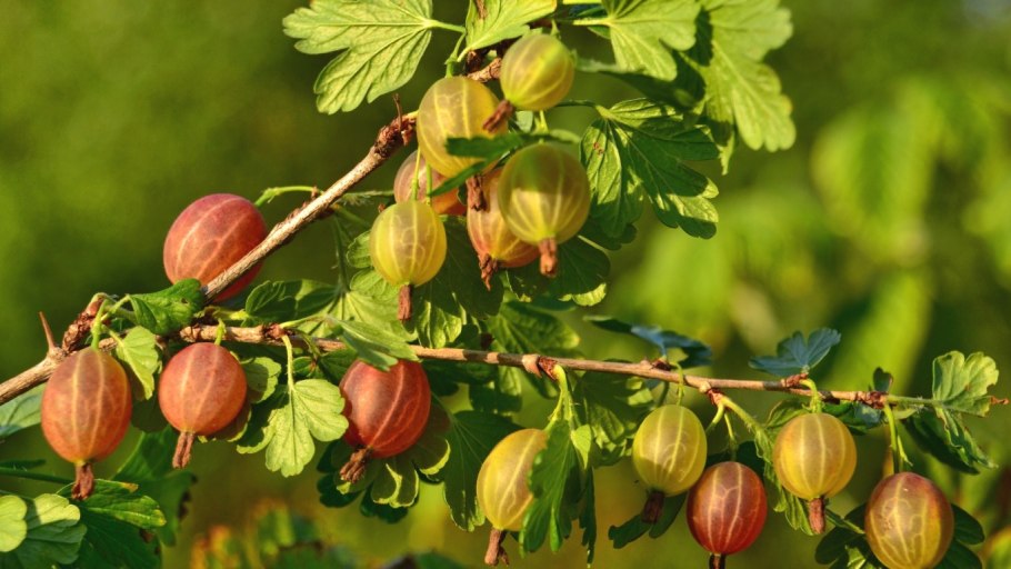 Крыжовник иглистый