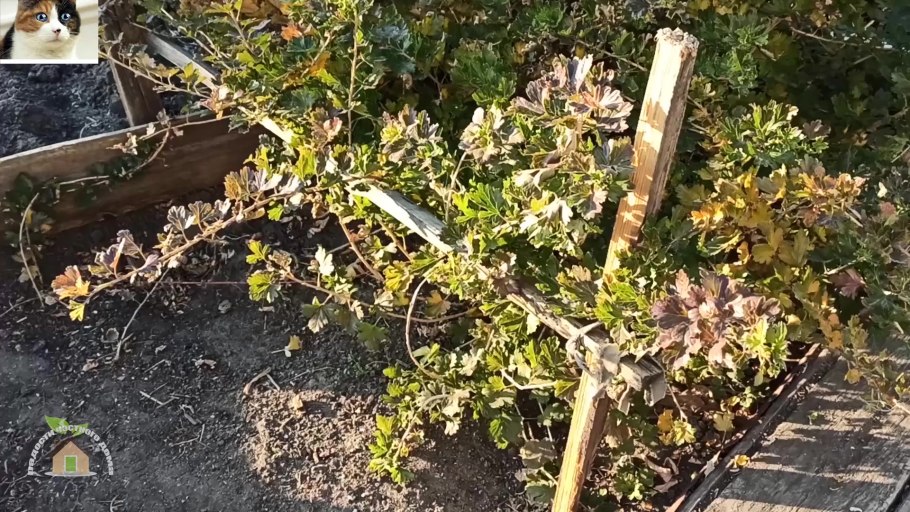 Крыжовник куст с удобрением