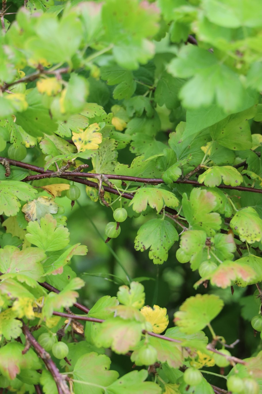 Прикопка саженцев смородины осенью