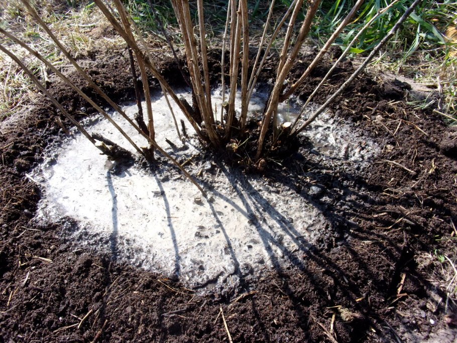 Крыжовник сеянец Шитакова