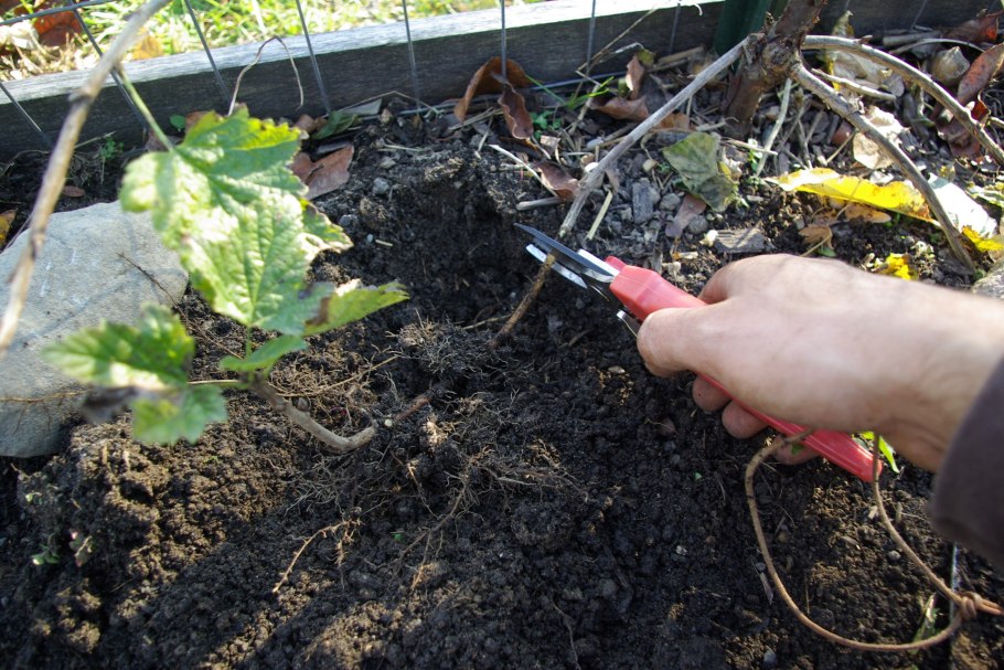 Куст крыжовника Эстетика