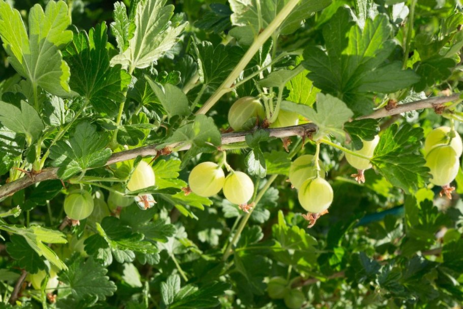 Обрезанный куст крыжовника