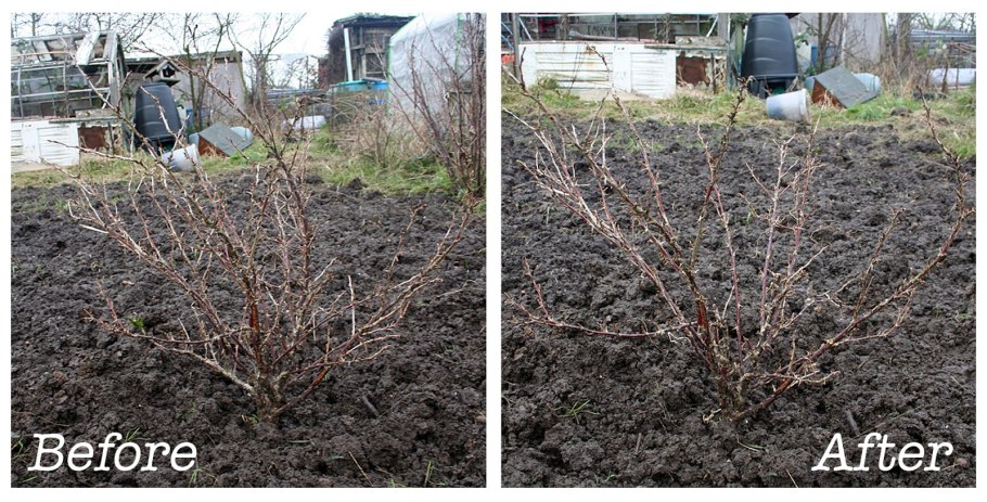 Старый куст крыжовника