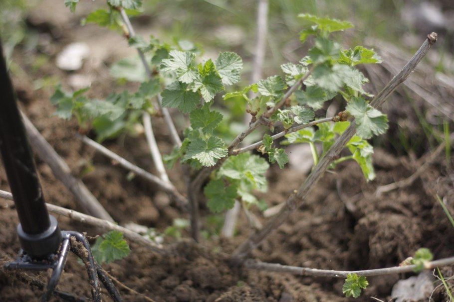 Опрыскивание кустов смородины