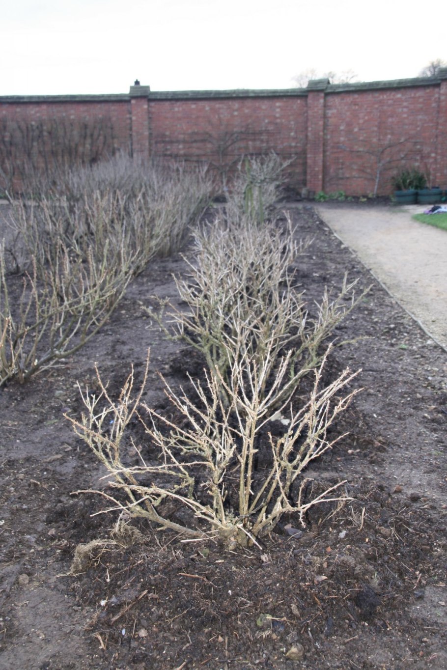 Топиарная обрезка крыжовника