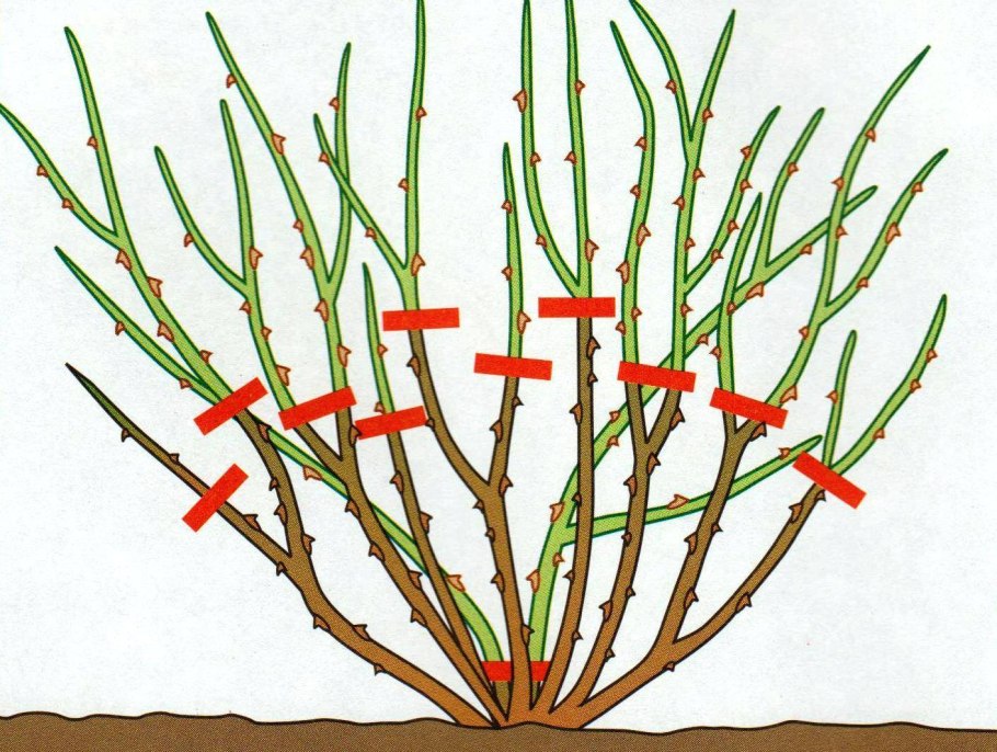Обрезка плетистой розы после цветения
