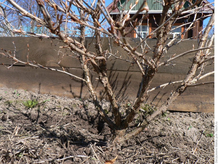 Пинцировка смородины