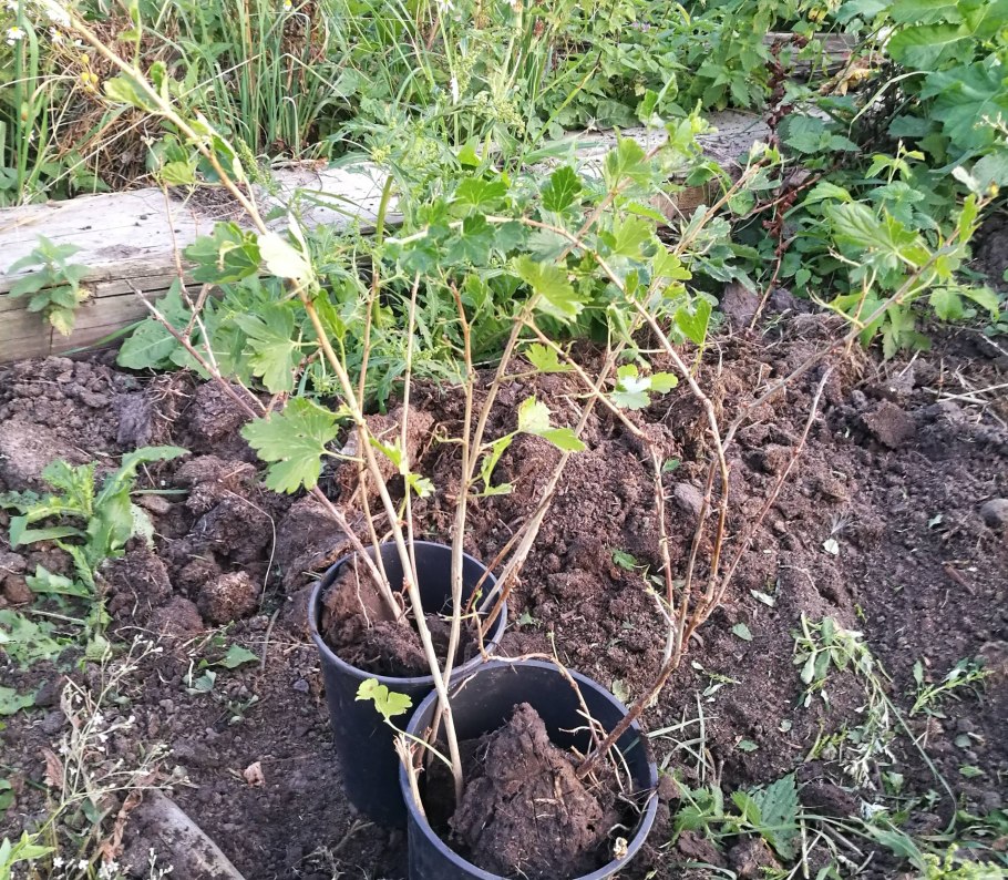 Жимолость ежевика мульчирование