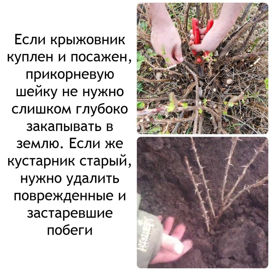 Весенний куст смородины