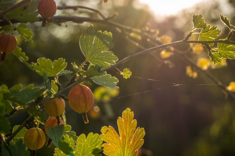 Крыжовник Грушенька куст