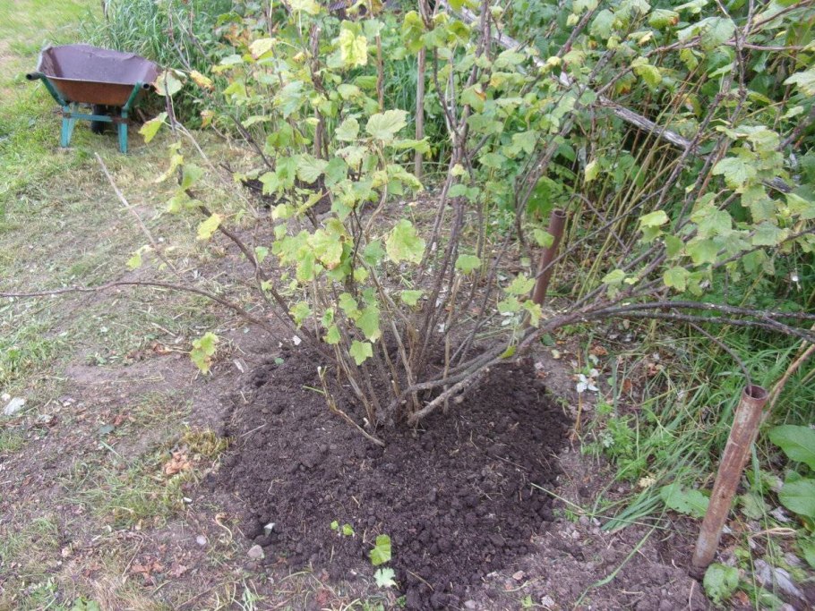 Ухоженный куст крыжовника