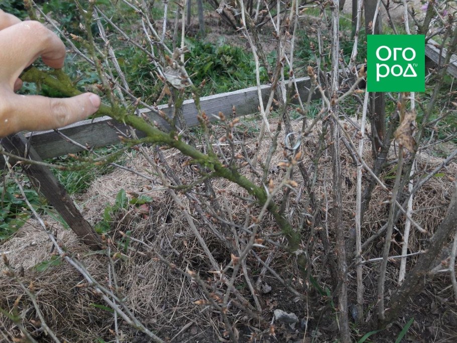 Рыхление кустов крыжовника