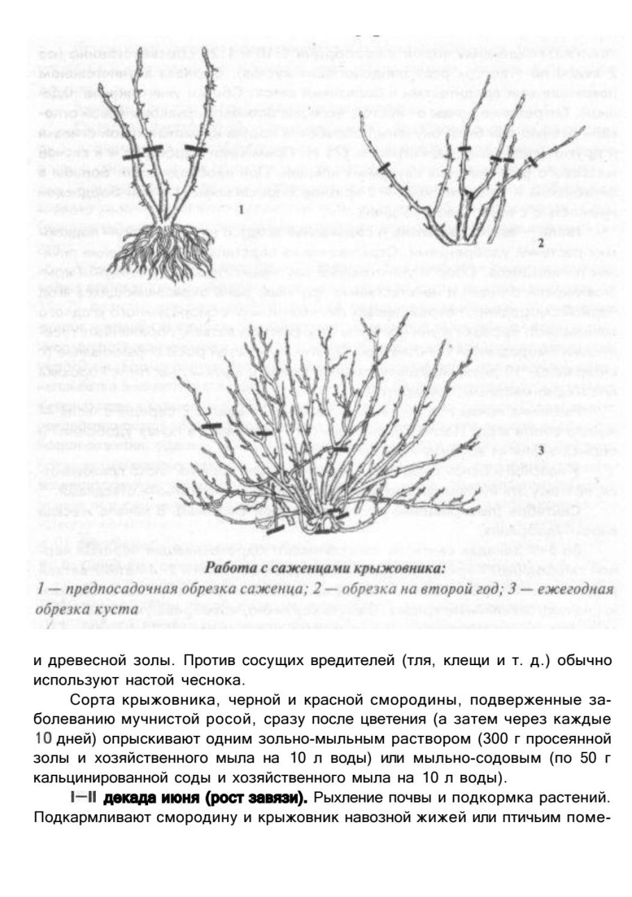 Обрезанный куст крыжовника