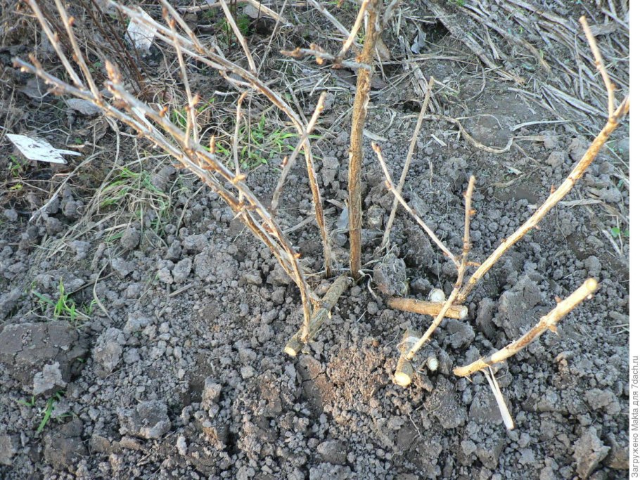 Мульчирование крыжовника