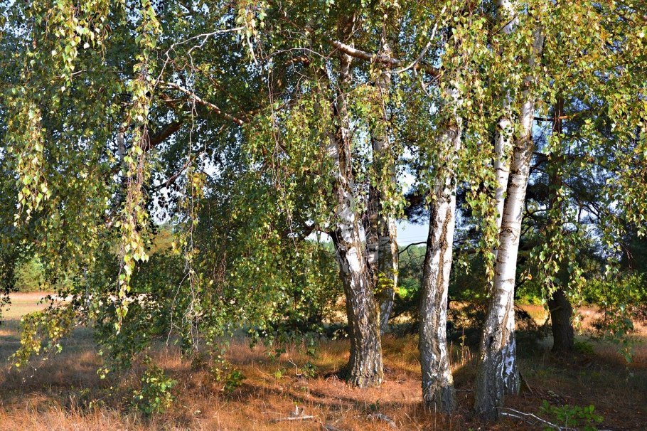 Карликовая береза в Арктике