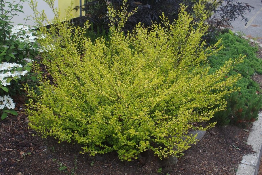 Betula Nana Golden Treasure