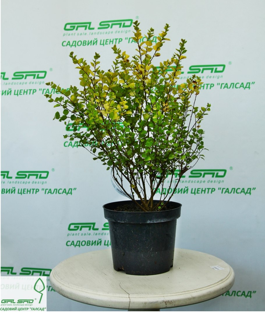 Береза Betula Nana Golden Treasure